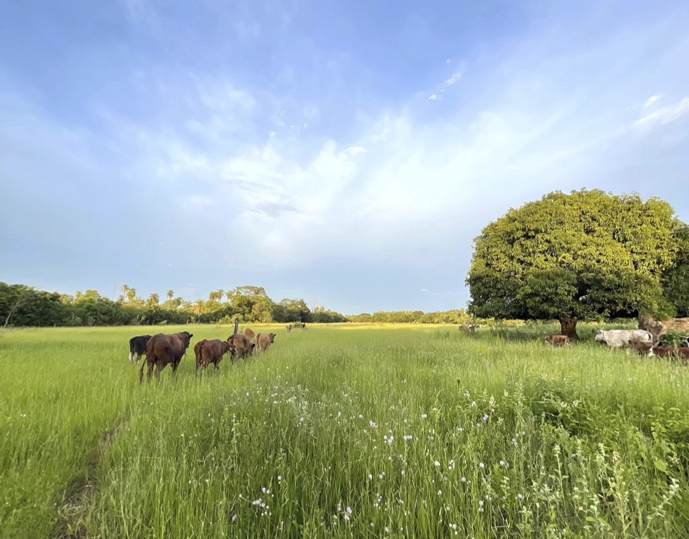 Altos Acunia Immobilien Kaufen Paraguay Heppner Lotes 03