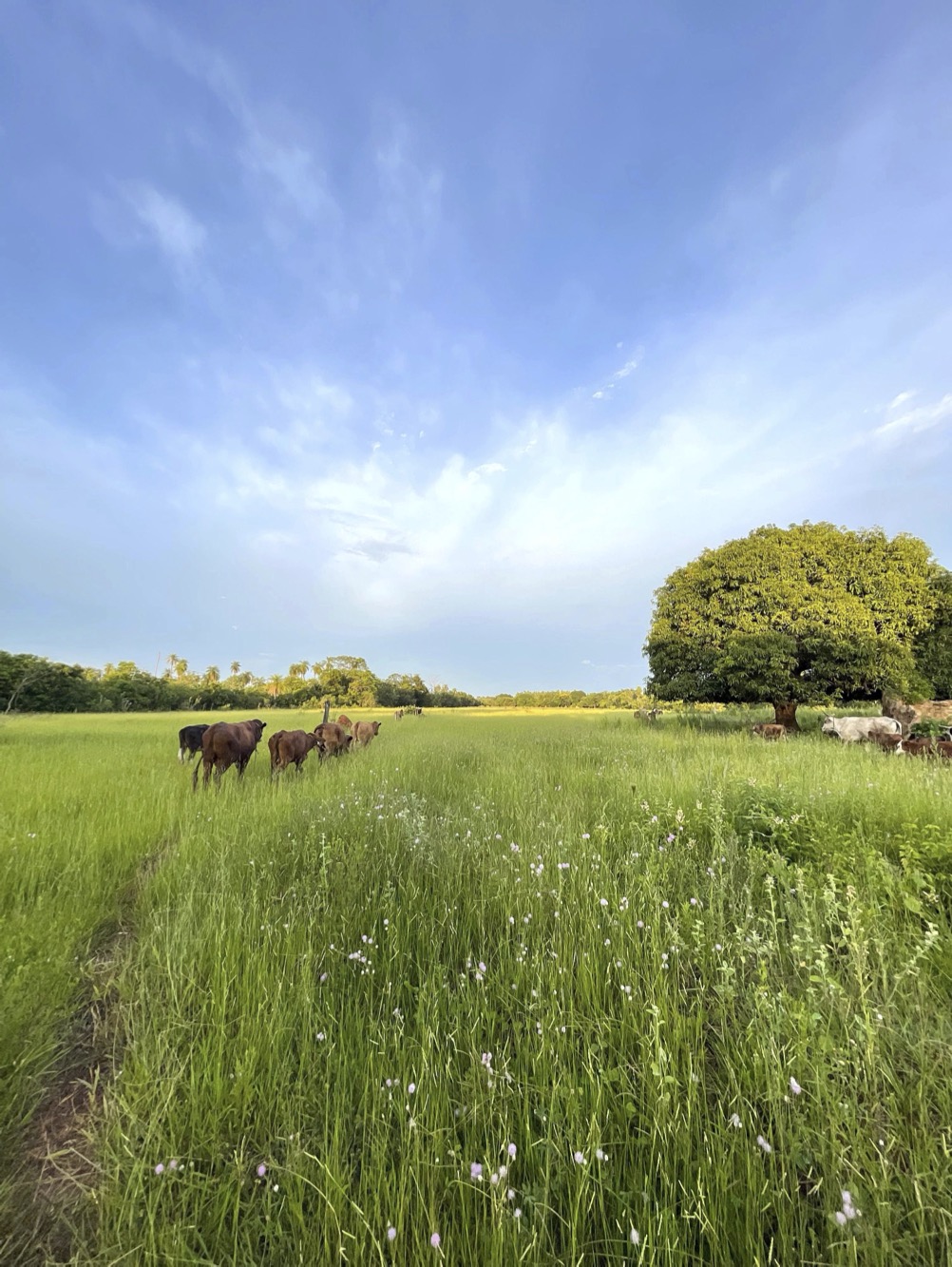 Altos Acunia Immobilien Kaufen Paraguay Heppner Lotes 03