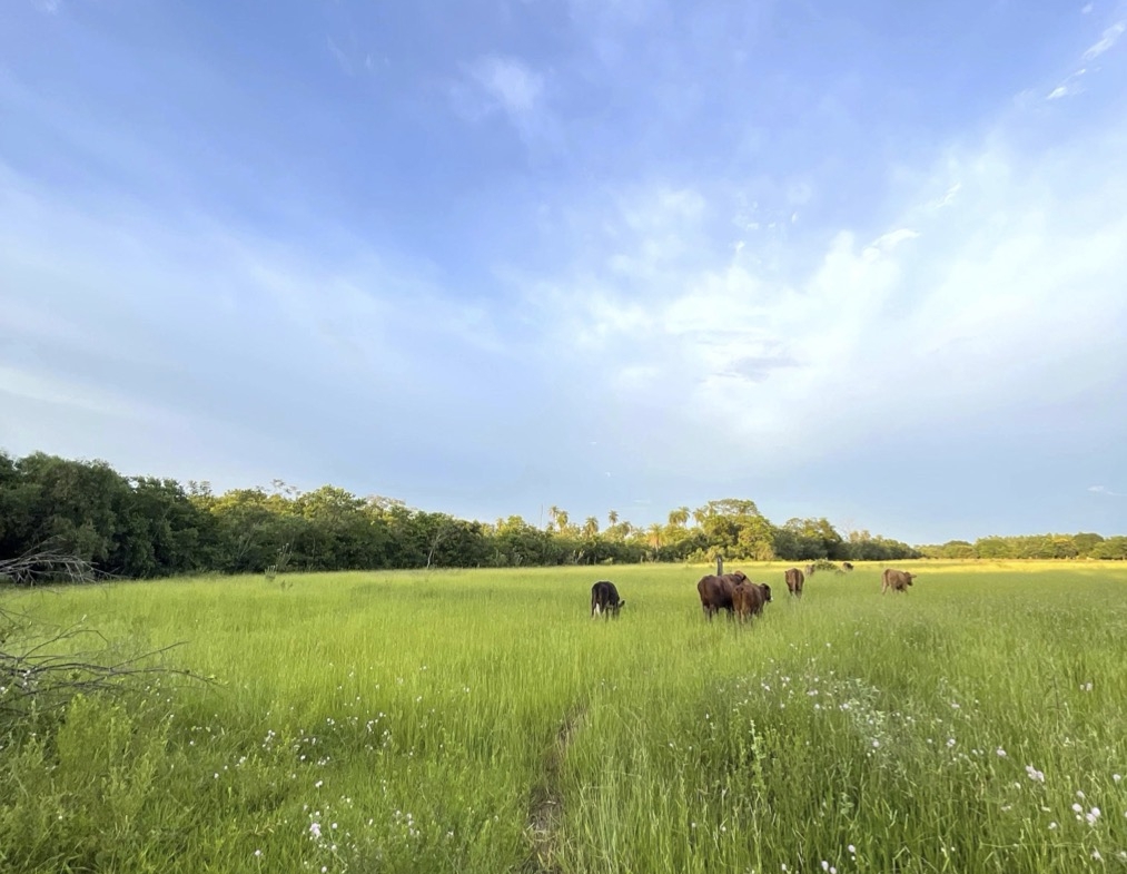 Altos Acunia Immobilien Kaufen Paraguay Heppner Lotes 04