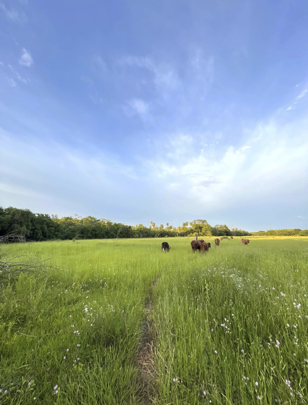 Altos Acunia Immobilien Kaufen Paraguay Heppner Lotes 04