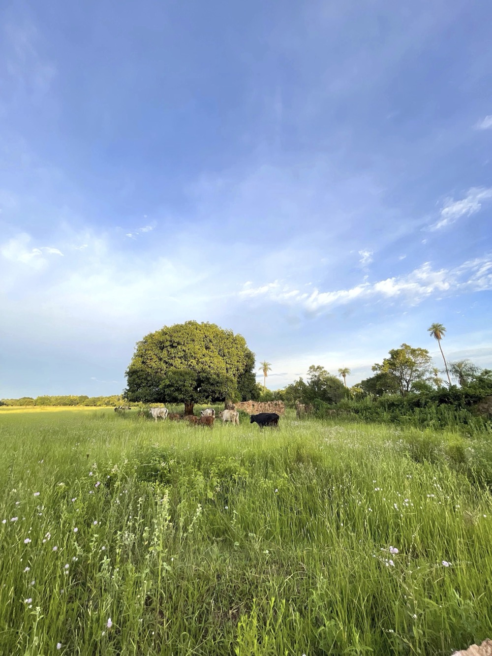 Altos Acunia Immobilien Kaufen Paraguay Heppner Lotes 05