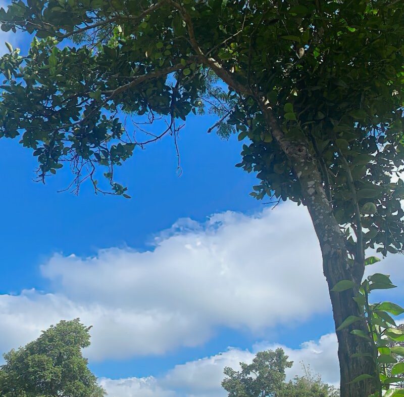 Caacupe Grundstueck Mit Haus Paraguay Heppner Lotes00015