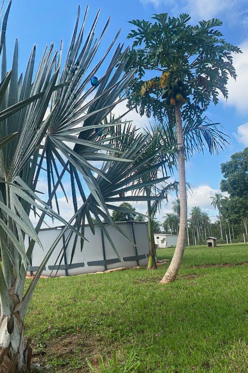 Caacupe Grundstueck Mit Haus Paraguay Heppner Lotes00021