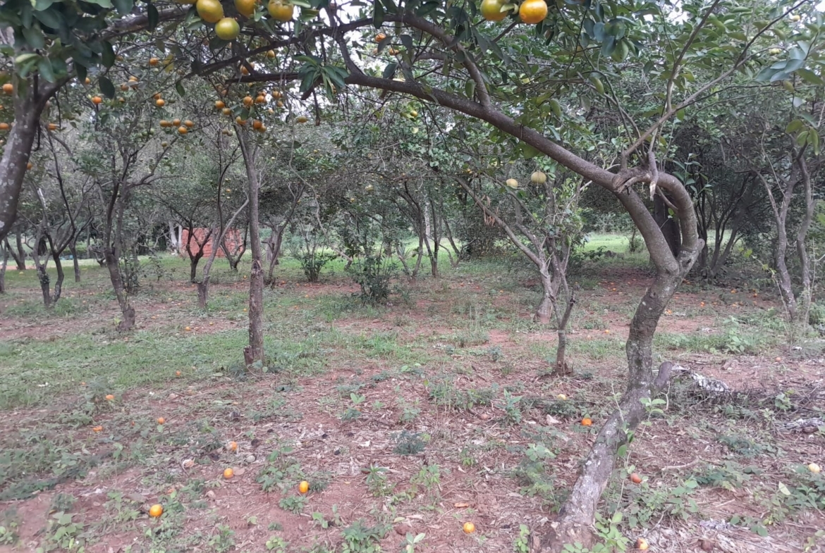 Al Ha 139 Altos Haus Paraguay Heppner Lotes Bild 10