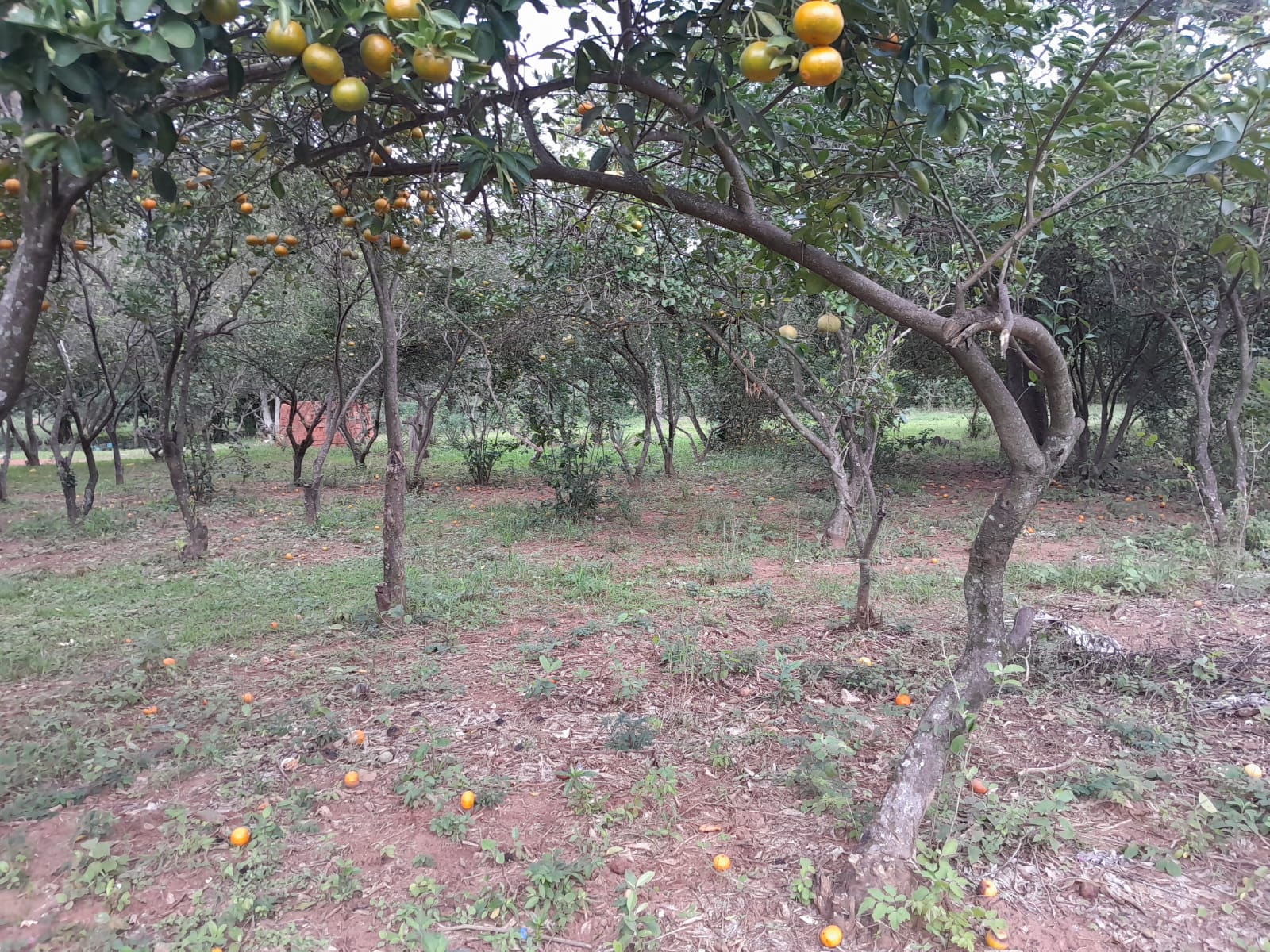 Al Ha 139 Altos Haus Paraguay Heppner Lotes Bild 10