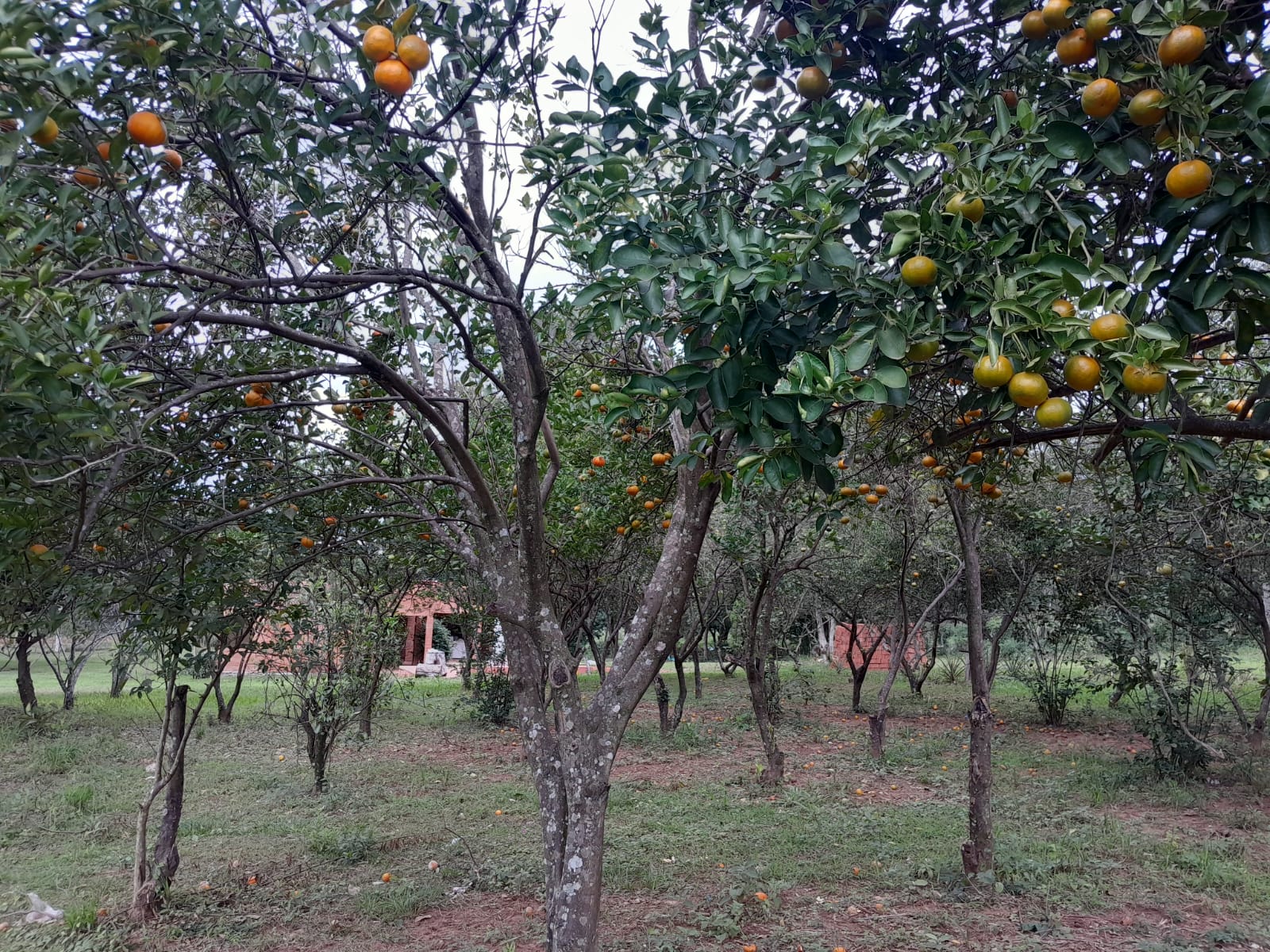 Al Ha 139 Altos Haus Paraguay Heppner Lotes Bild 11