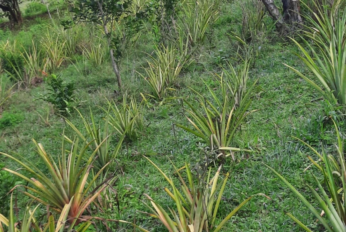 Al Ha 139 Altos Haus Paraguay Heppner Lotes Bild 4