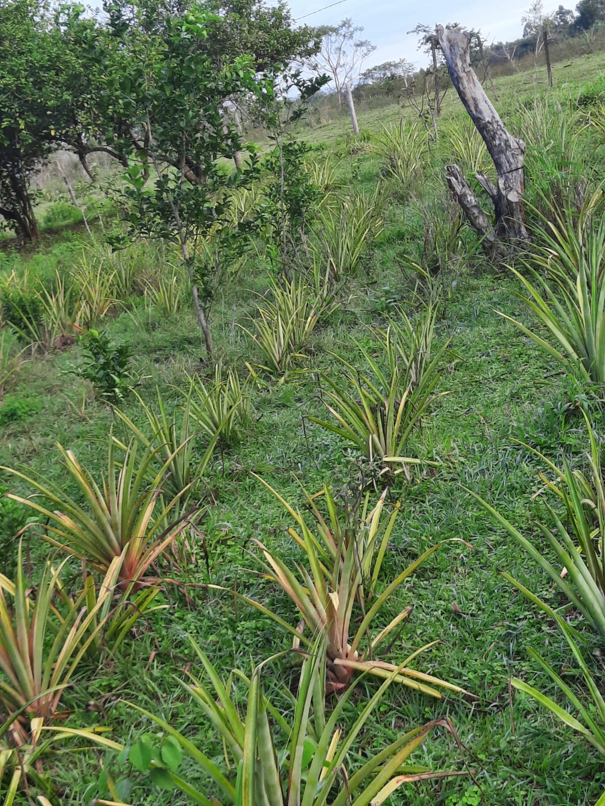 Al Ha 139 Altos Haus Paraguay Heppner Lotes Bild 4