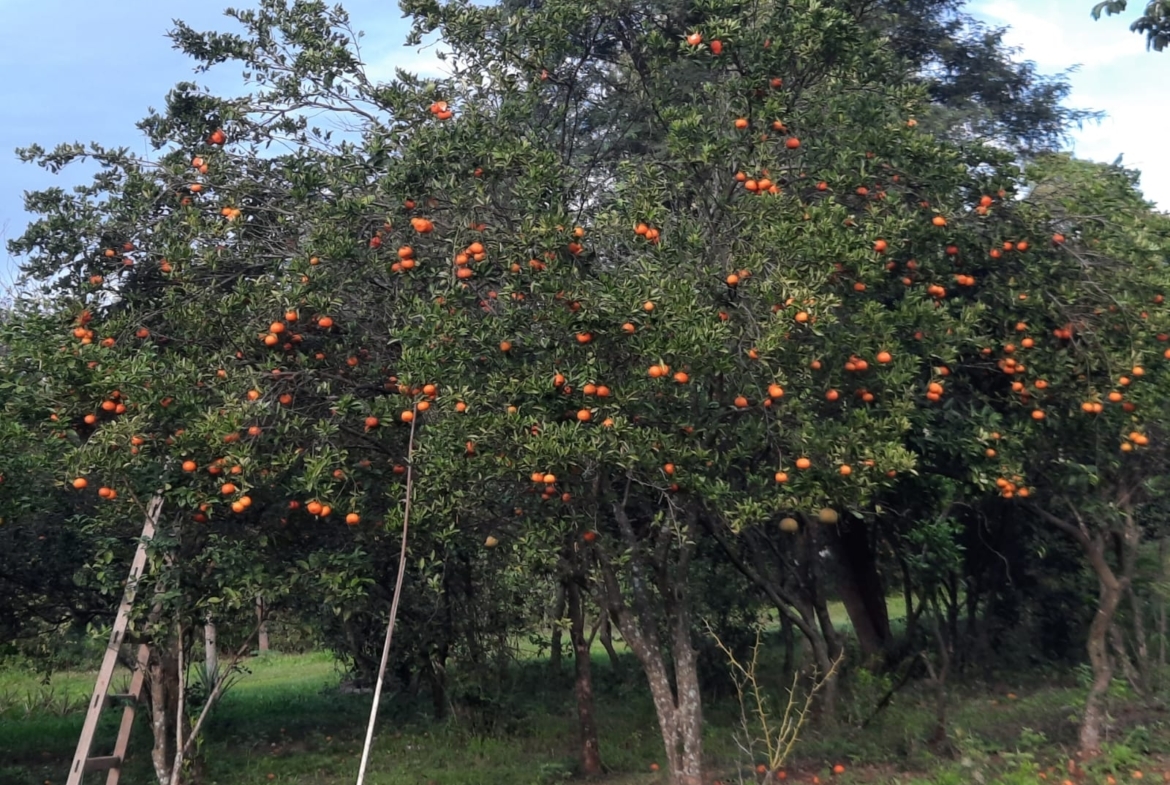 Al Ha 139 Altos Haus Paraguay Heppner Lotes Bild 7