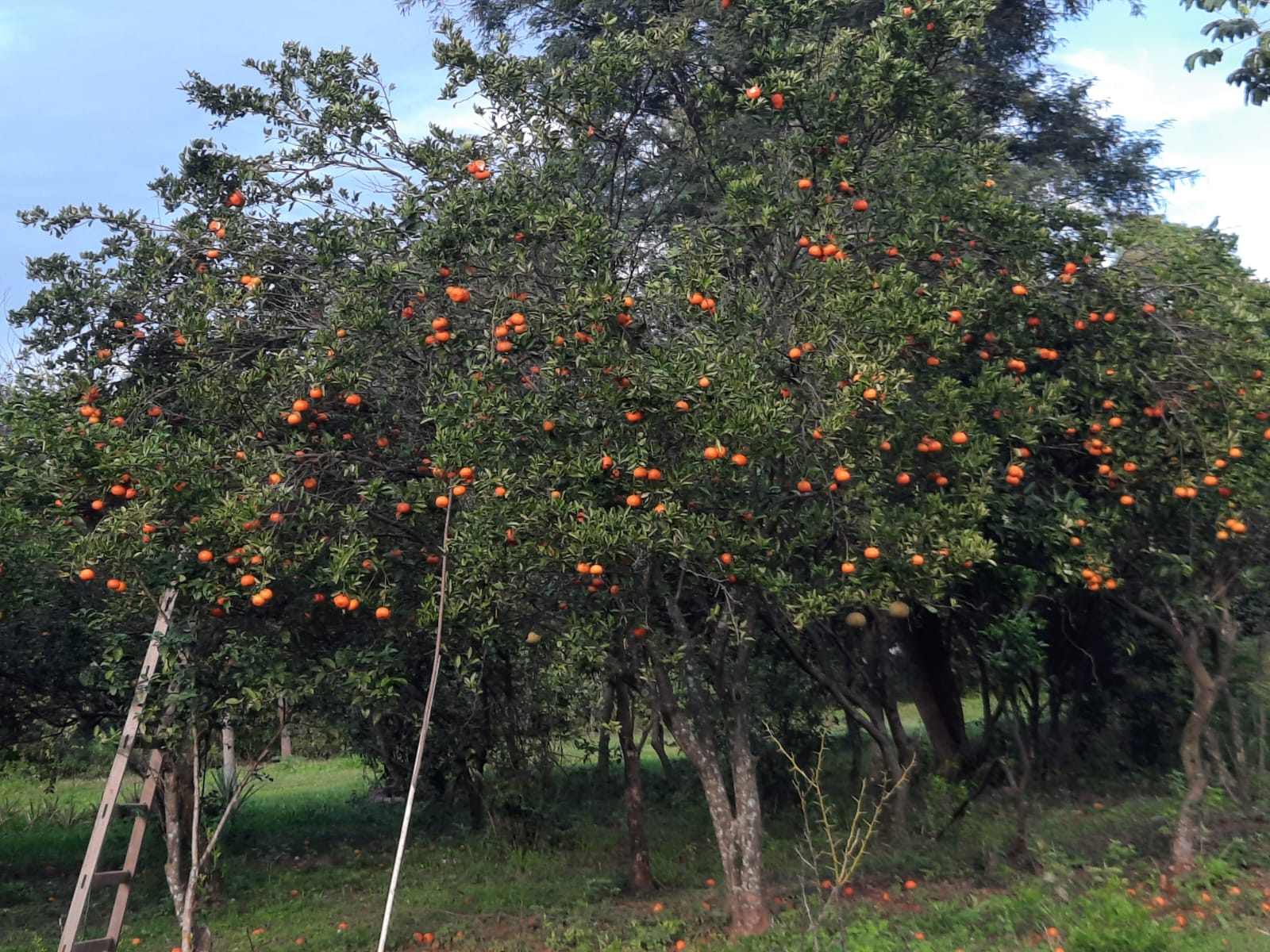 Al Ha 139 Altos Haus Paraguay Heppner Lotes Bild 7