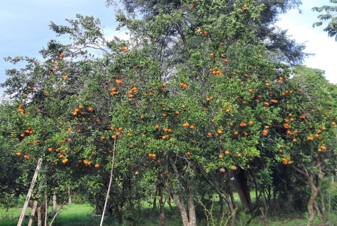 Al Ha 139 Altos Haus Paraguay Heppner Lotes Bild 8