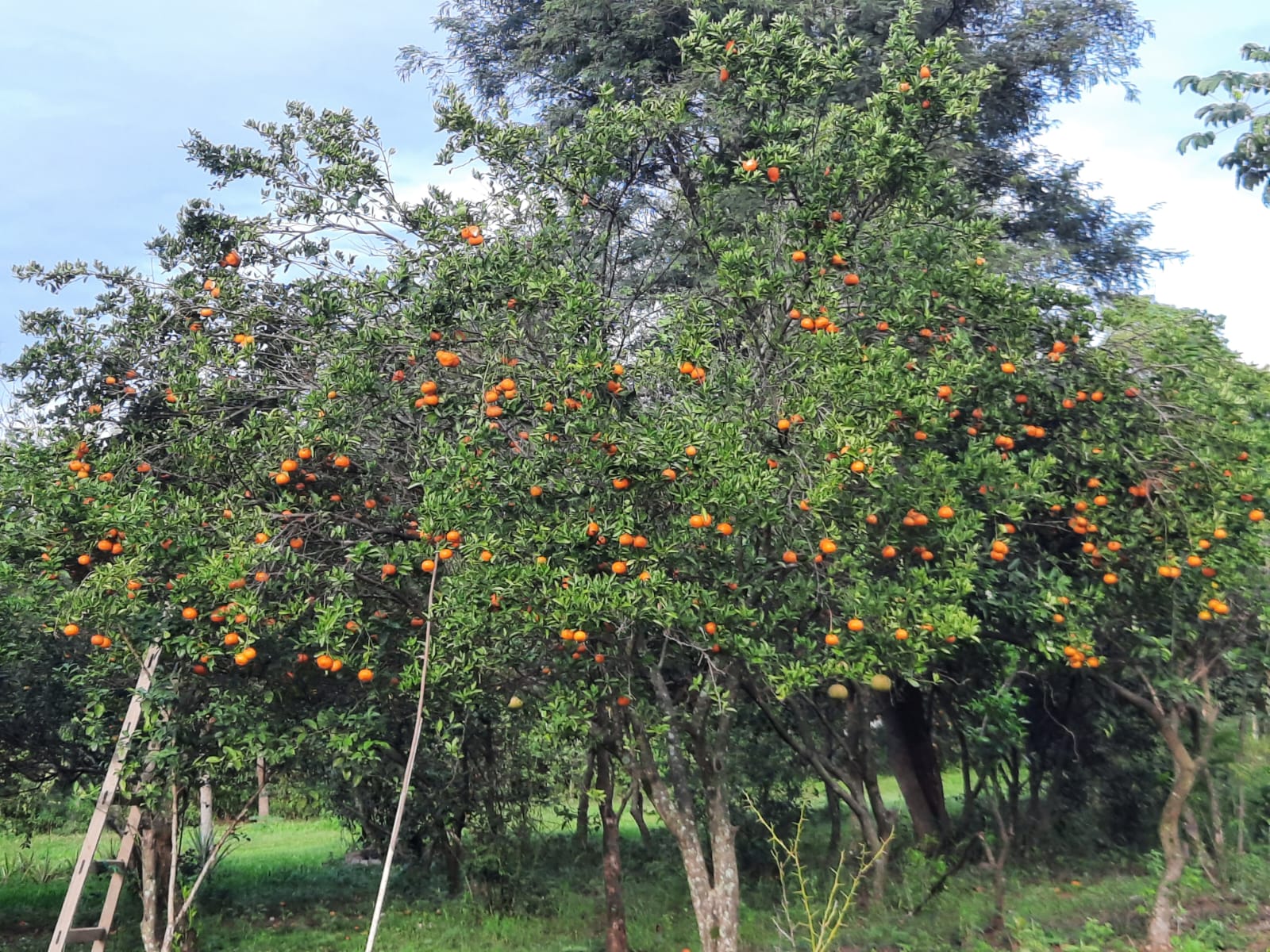 Al Ha 139 Altos Haus Paraguay Heppner Lotes Bild 8