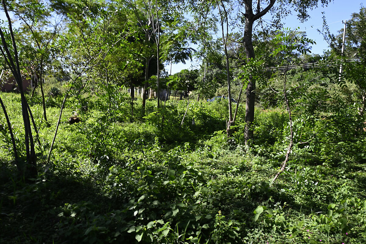 AL-GK-137-altos-dichte-vegetation-paraguay-heppner-lotes-bild-35
