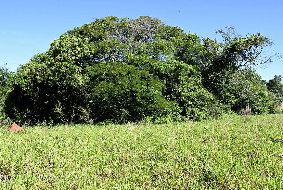 AL-GK-137-altos-grasland-waldrand-paraguay-heppner-lotes-bild-23