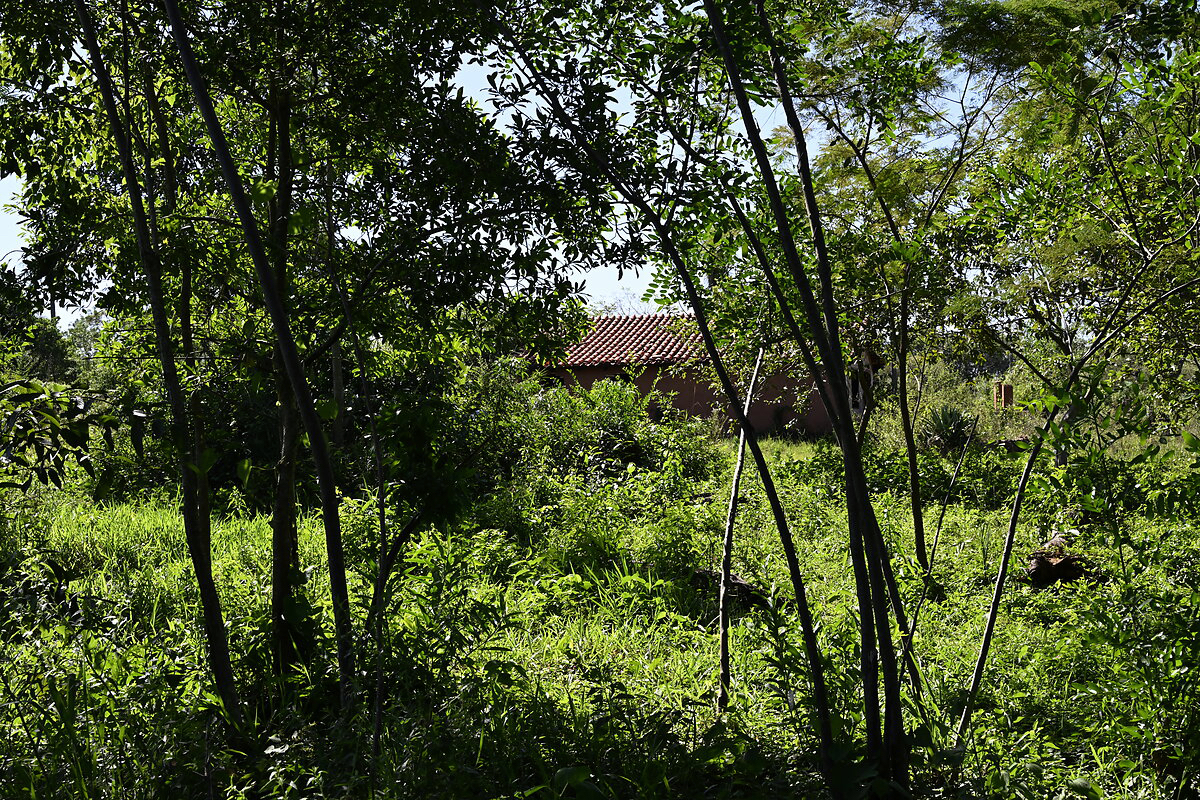 AL-GK-137-altos-haus-im-grünen-paraguay-heppner-lotes-bild-34