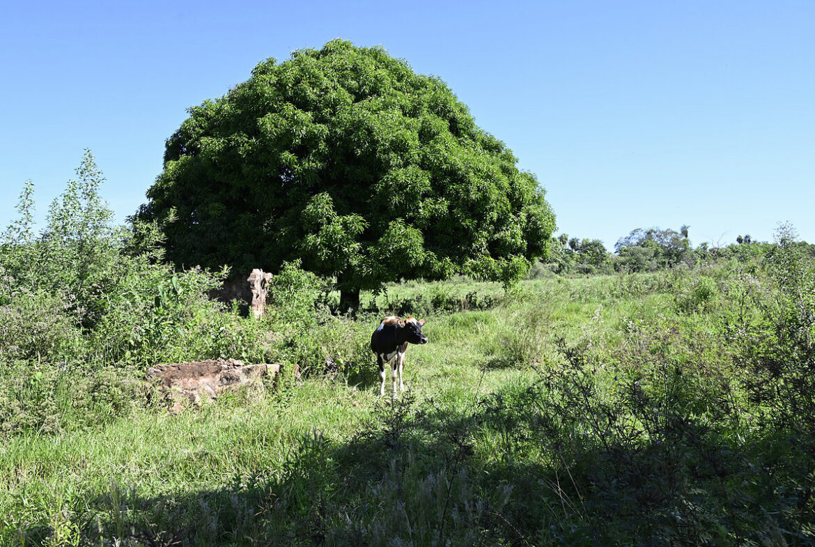 AL-GK-137-altos-mango-baum-paraguay-heppner-lotes-bild-7