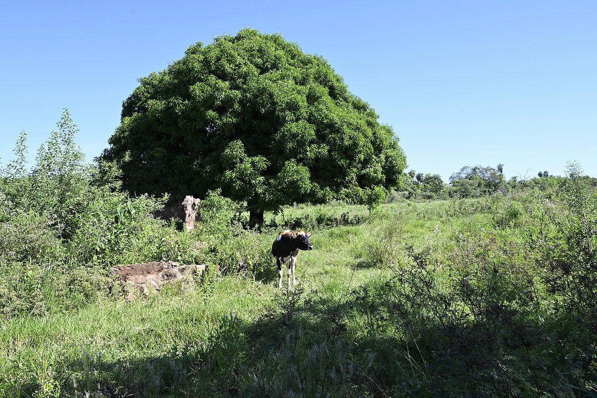 AL-GK-137-altos-mango-baum-paraguay-heppner-lotes-bild-7