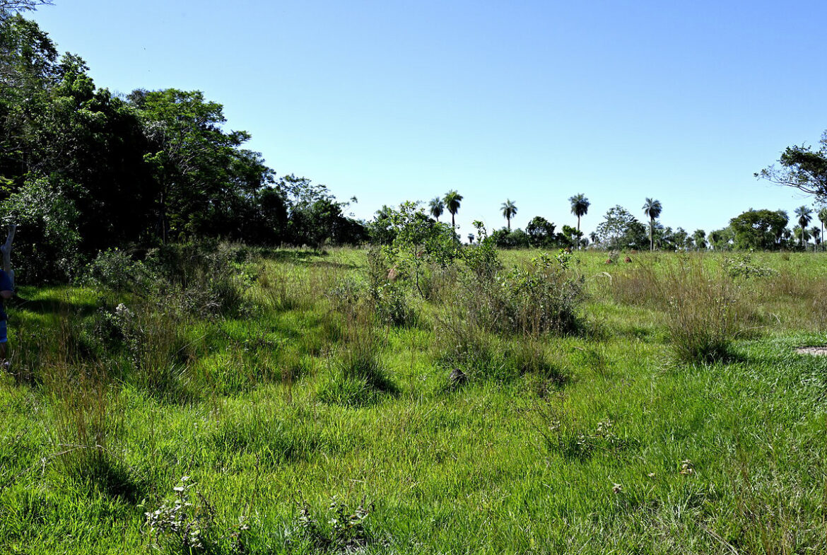AL-GK-137-altos-palmen-grasland-paraguay-heppner-lotes-bild-18