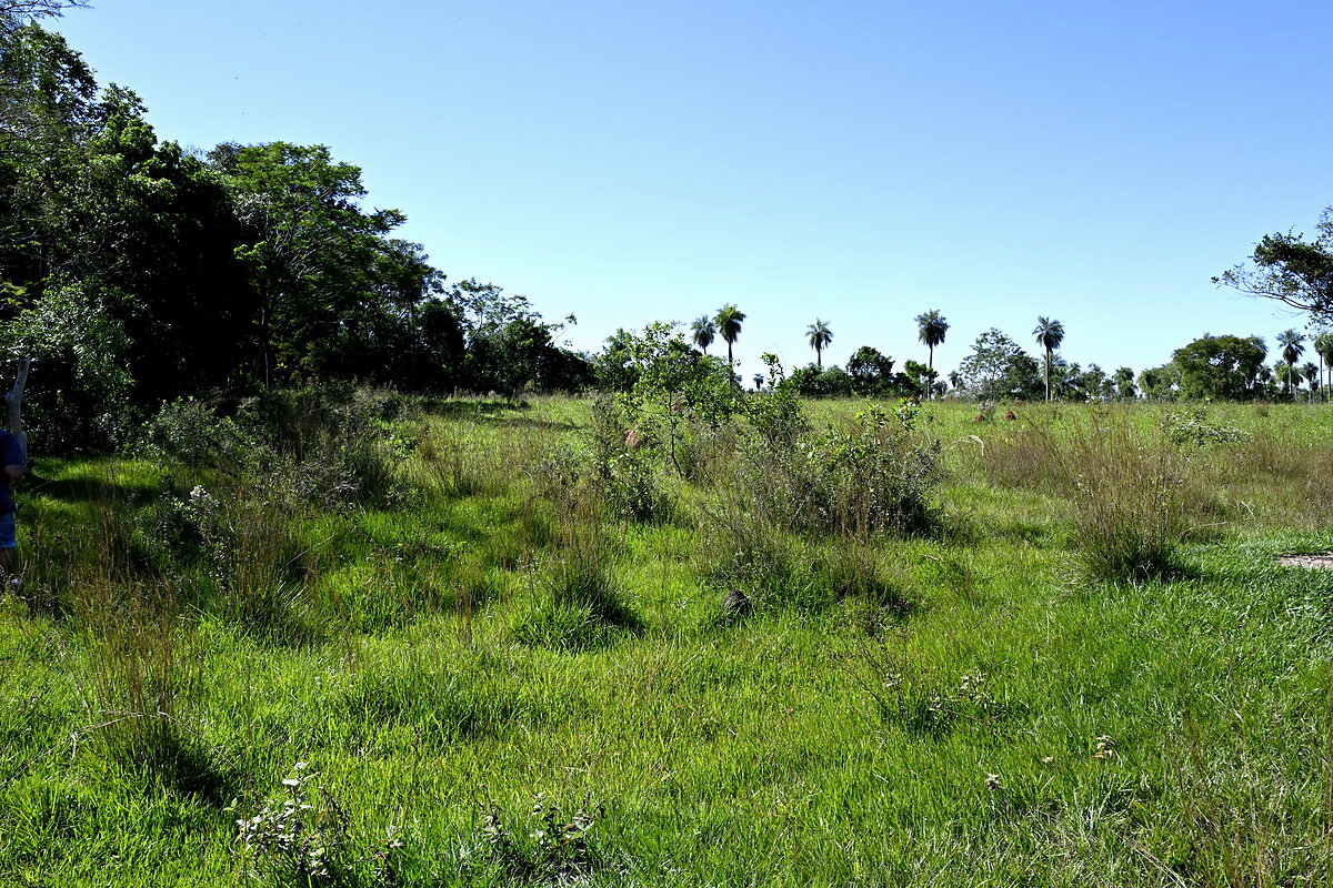 AL-GK-137-altos-palmen-grasland-paraguay-heppner-lotes-bild-18