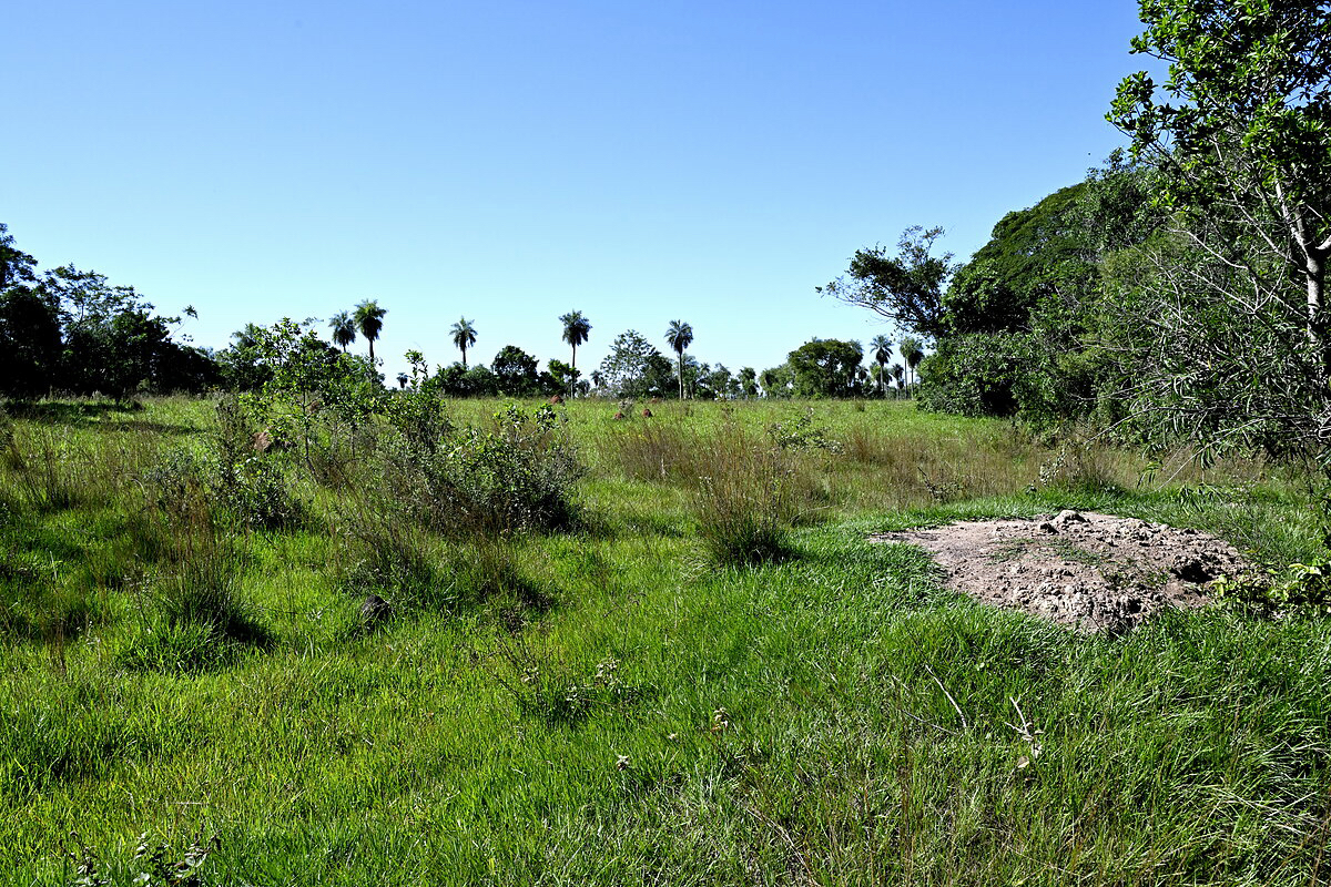 AL-GK-137-altos-palmen-weide-paraguay-heppner-lotes-bild-19