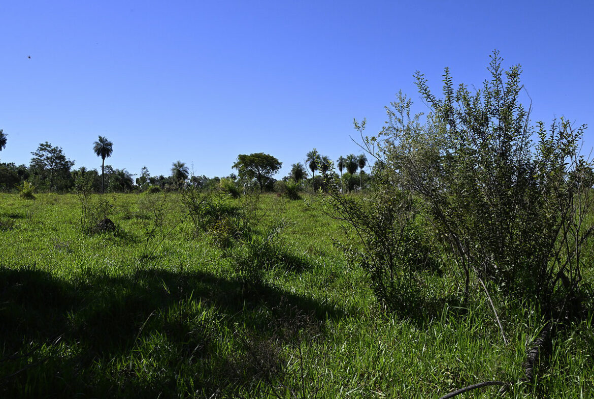 AL-GK-137-altos-palmen-weide-paraguay-heppner-lotes-bild-25