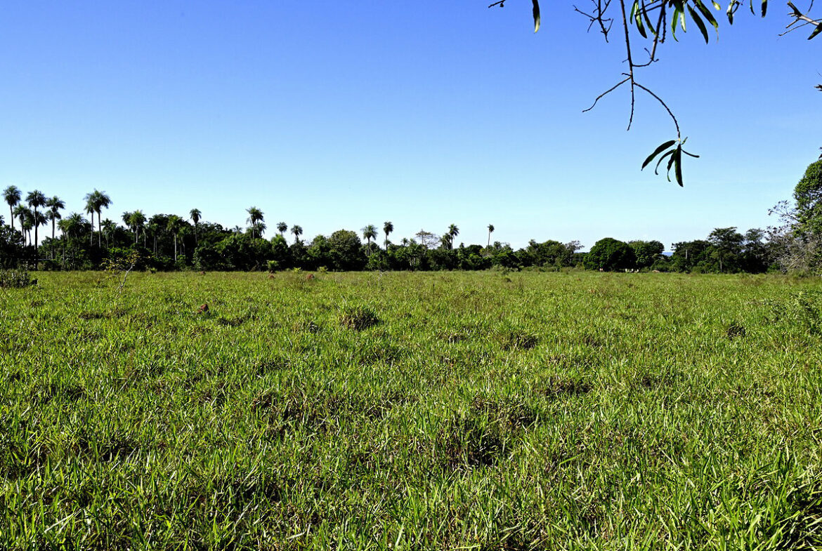 AL-GK-137-altos-palmen-weide-paraguay-heppner-lotes-bild-30