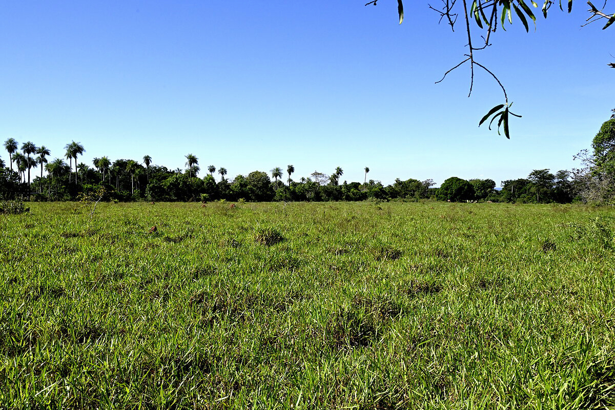 AL-GK-137-altos-palmen-weide-paraguay-heppner-lotes-bild-30