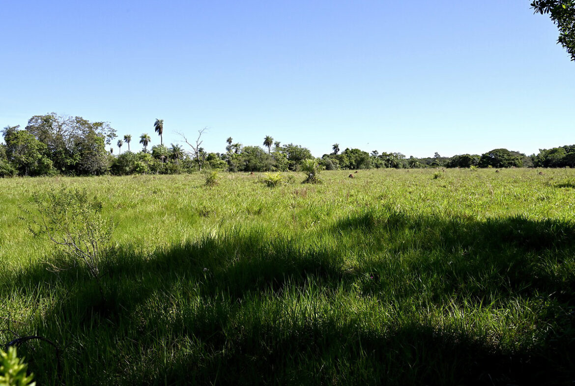AL-GK-137-altos-palmen-wiese-paraguay-heppner-lotes-bild-12