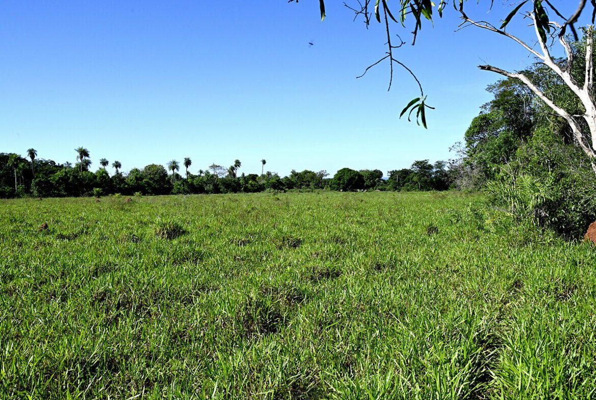 AL-GK-137-altos-palmen-wiese-paraguay-heppner-lotes-bild-29