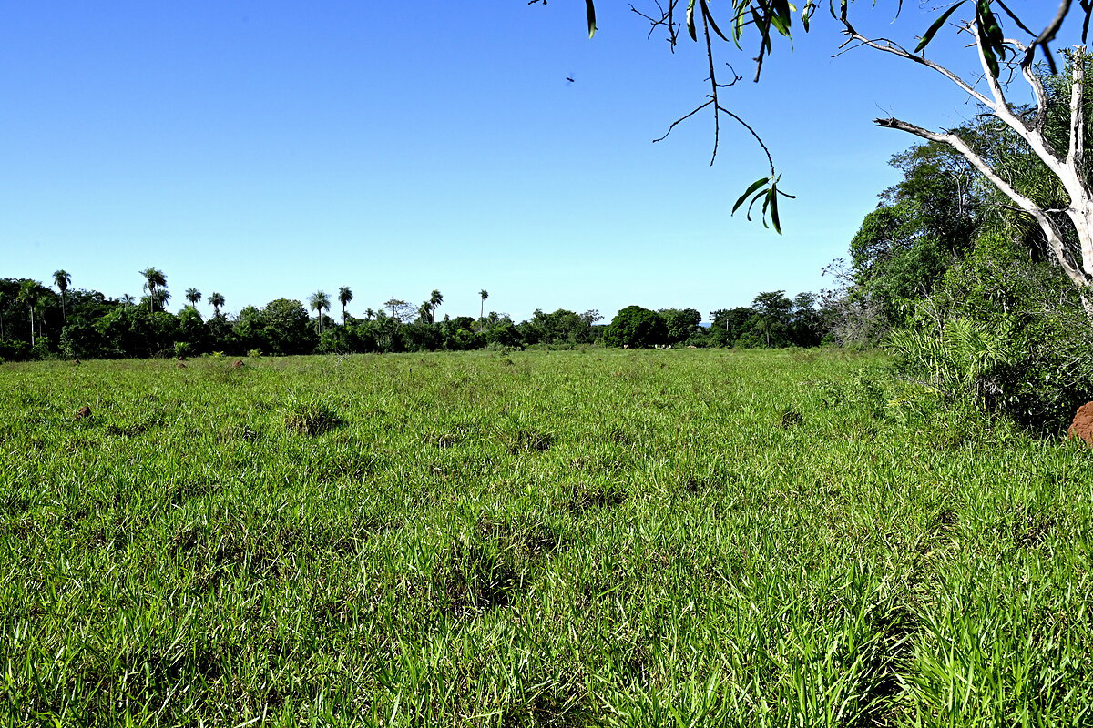 AL-GK-137-altos-palmen-wiese-paraguay-heppner-lotes-bild-29