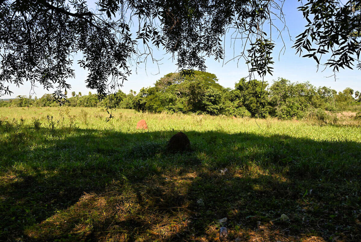 AL-GK-137-altos-savannen-landschaft-paraguay-heppner-lotes-bild-17