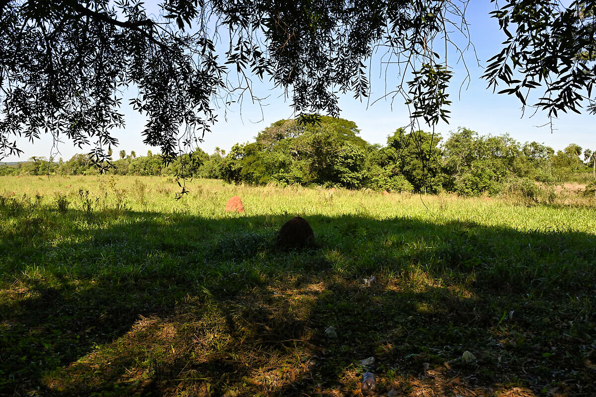 AL-GK-137-altos-savannen-landschaft-paraguay-heppner-lotes-bild-17