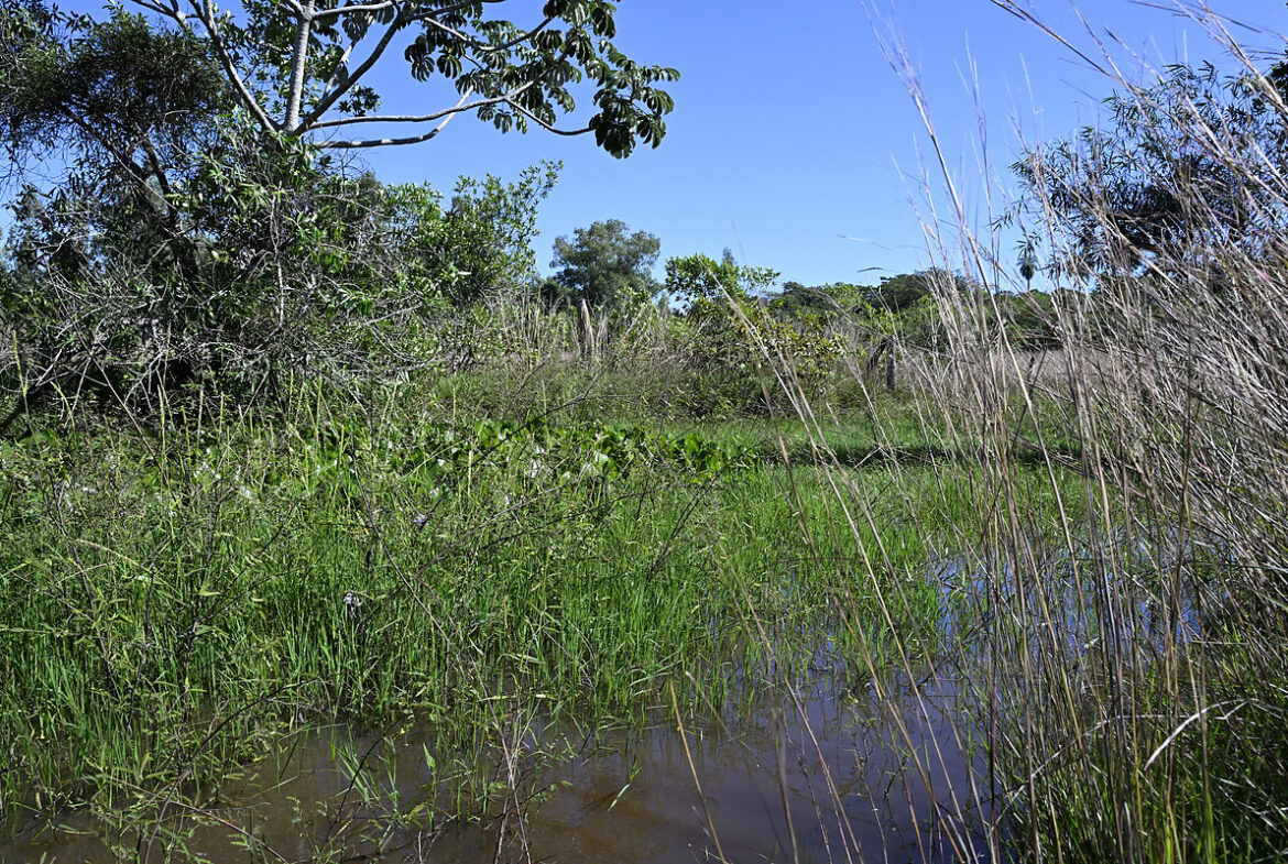 AL-GK-137-altos-sumpf-teich-paraguay-heppner-lotes-bild-20