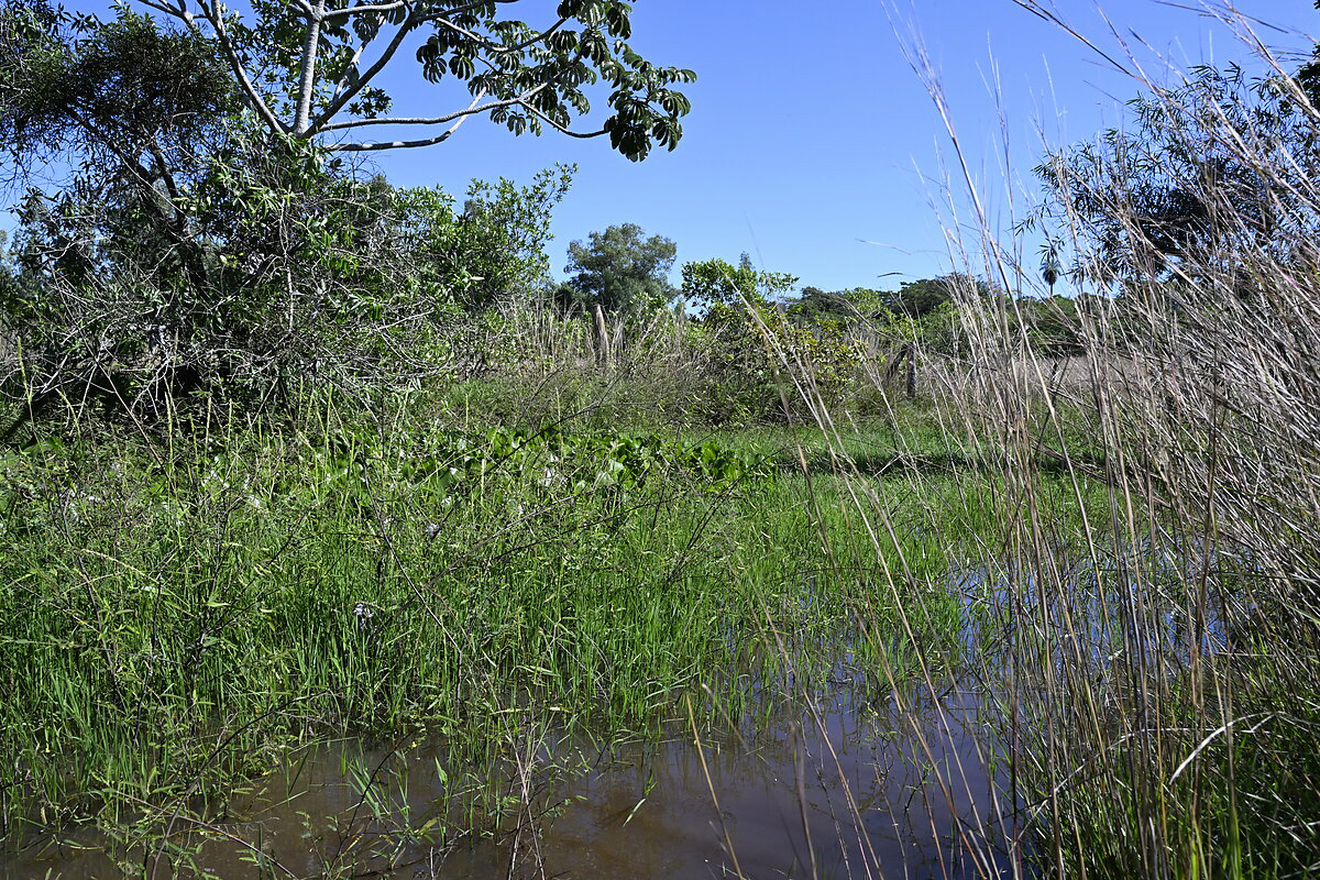 Altos Sumpf Teich Weiher Naturparadies Paraguay Heppner Lotes
