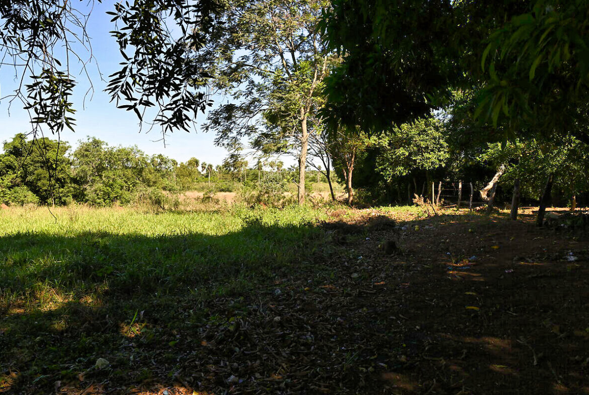 AL-GK-137-altos-wald-und-wiese-paraguay-heppner-lotes-bild-16