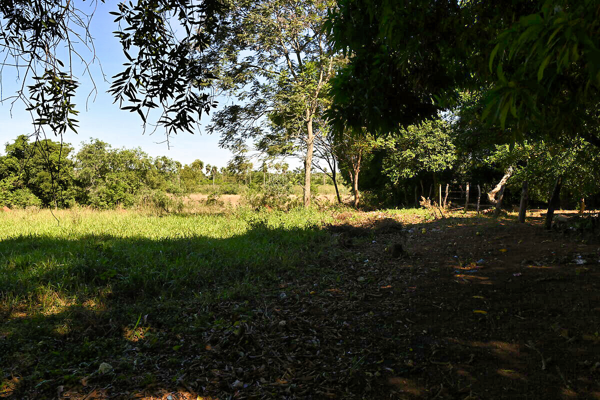 AL-GK-137-altos-wald-und-wiese-paraguay-heppner-lotes-bild-16