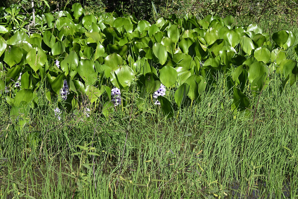 Altos lila Wasser Hyazinthen Weiher Pflanzen Paraguay Heppner Lotes