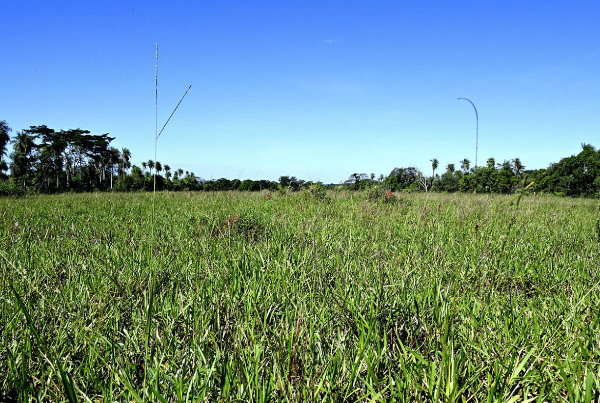 AL-GK-137-altos-weide-fläche-paraguay-heppner-lotes-bild-24