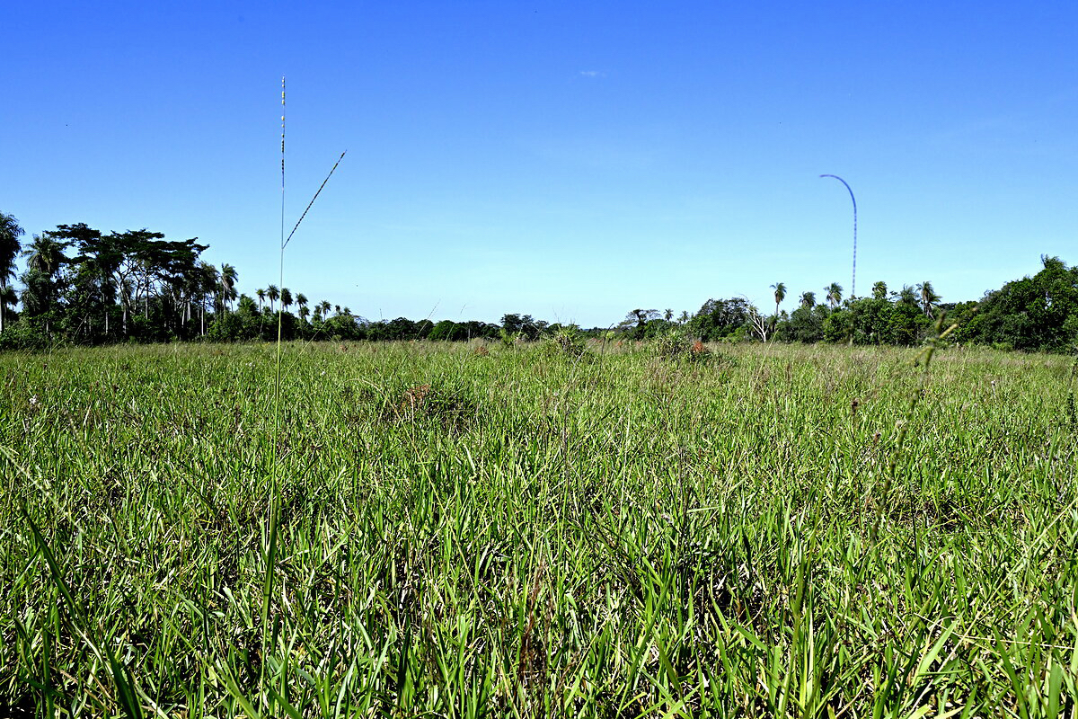 AL-GK-137-altos-weide-fläche-paraguay-heppner-lotes-bild-24
