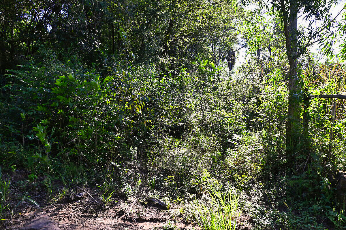 Dichter Wald (Monte) auf dem Grundstück in Altos