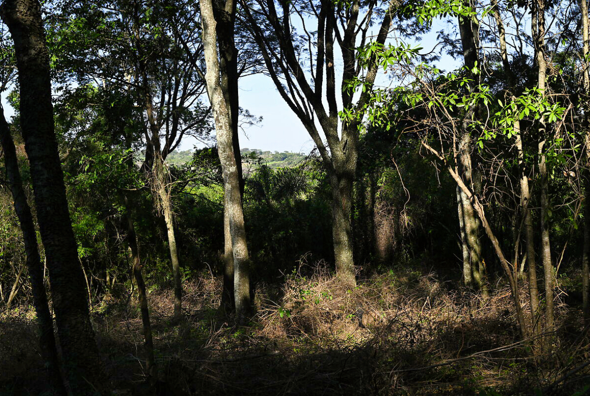 Grundstücke in Altos Paraguay – Heppner Lotes