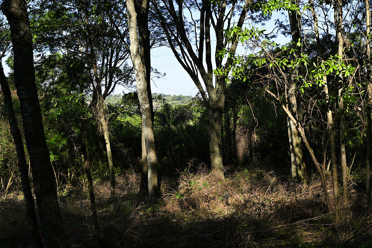 Grundstücke in Altos Paraguay – Heppner Lotes