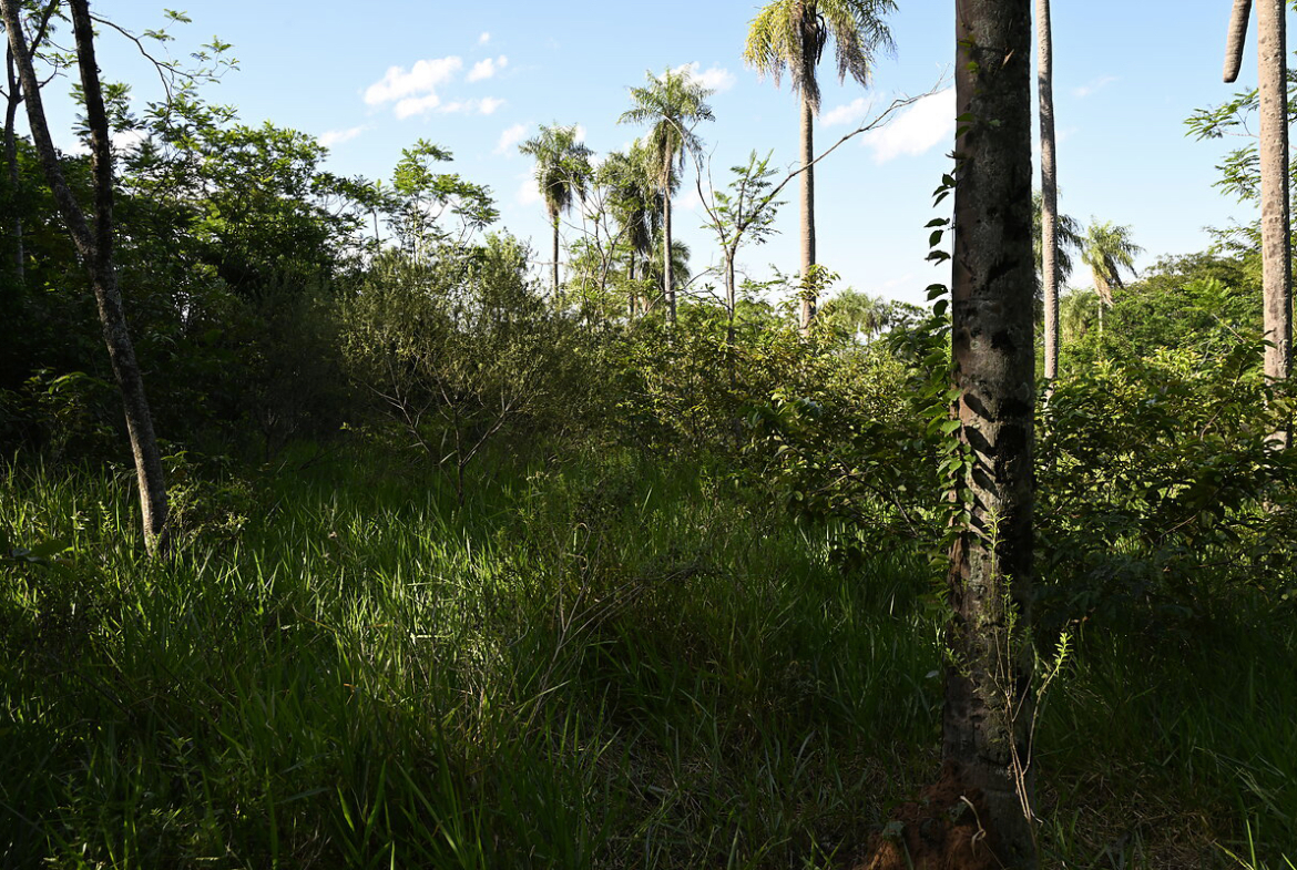 Grundstücke in Altos Paraguay – Heppner Lotes
