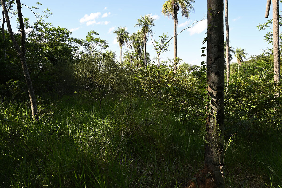 Grundstücke in Altos Paraguay – Heppner Lotes