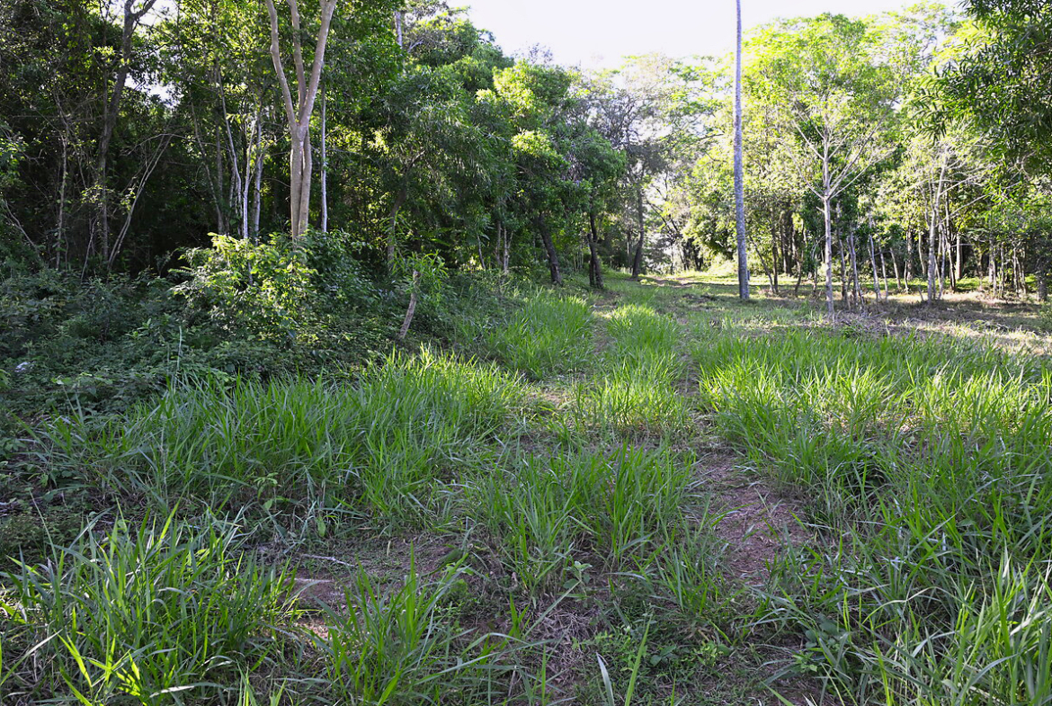 Grundstücke in Altos Paraguay – Heppner Lotes
