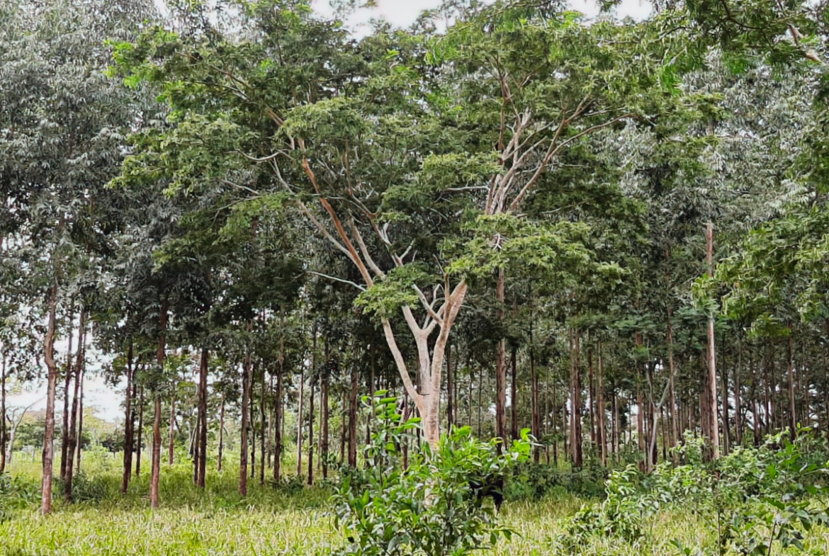 Grundstück mit Weide in Altos Paraguay – Heppner Lotes