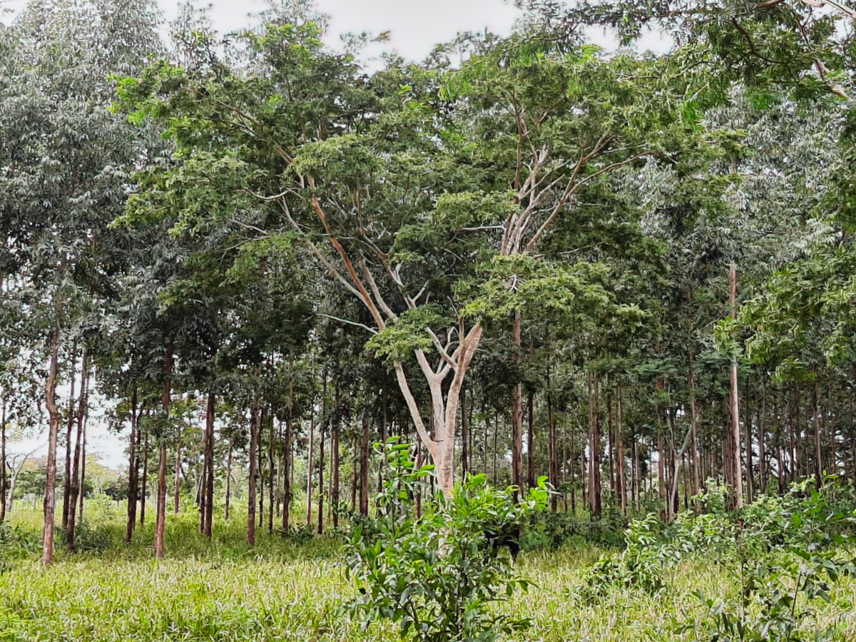 al-gk-145-altos-grundstueck-weide-paraguay-heppner-lotes.jpeg Grundstück mit Weide in Altos Paraguay – Heppner Lotes